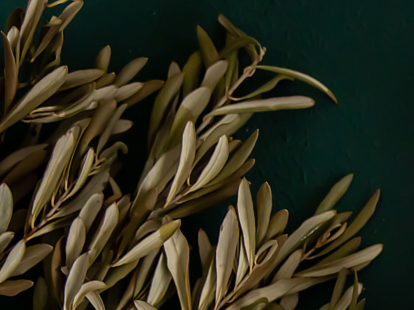 Zeytin yaprağı
